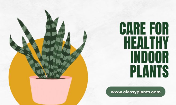 Care for Healthy Indoor Plants