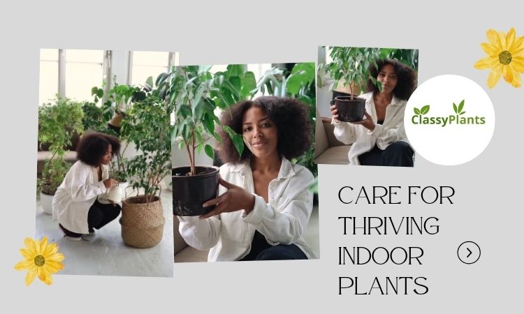 Care for Thriving Indoor Plants