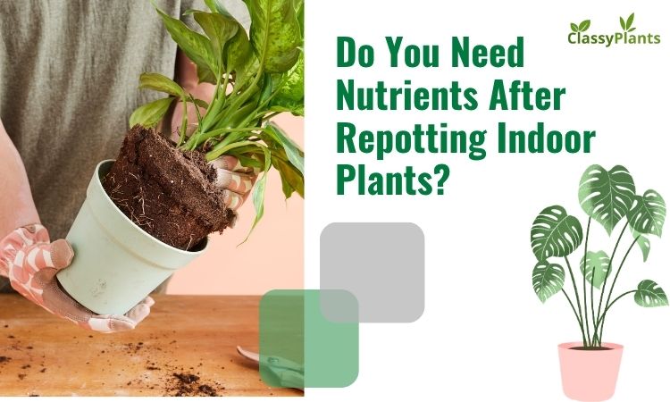 Do You Need Nutrients After Repotting Indoor Plants