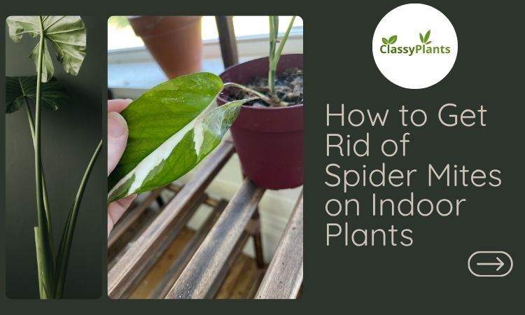How to Get Rid of Spider Mites on Indoor Plants
