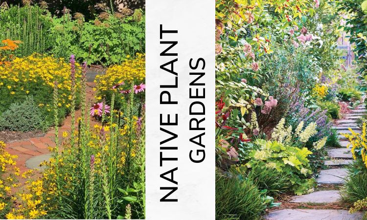 Native Plant Gardens