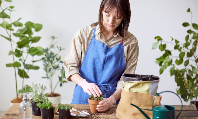 Nutrient Needs Post-Repotting