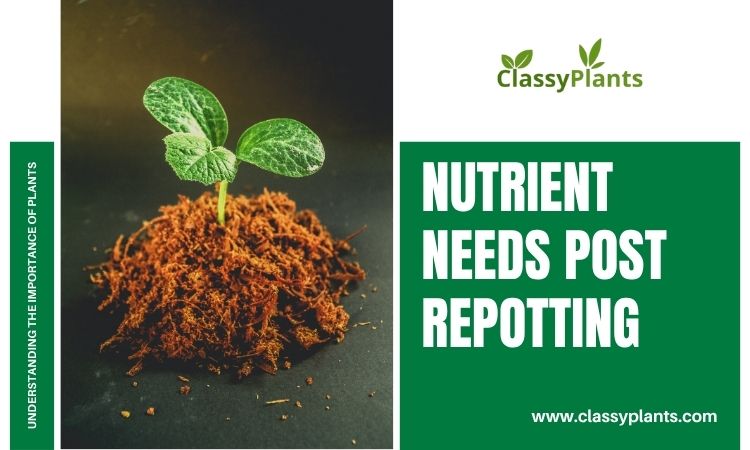Nutrients After Repotting