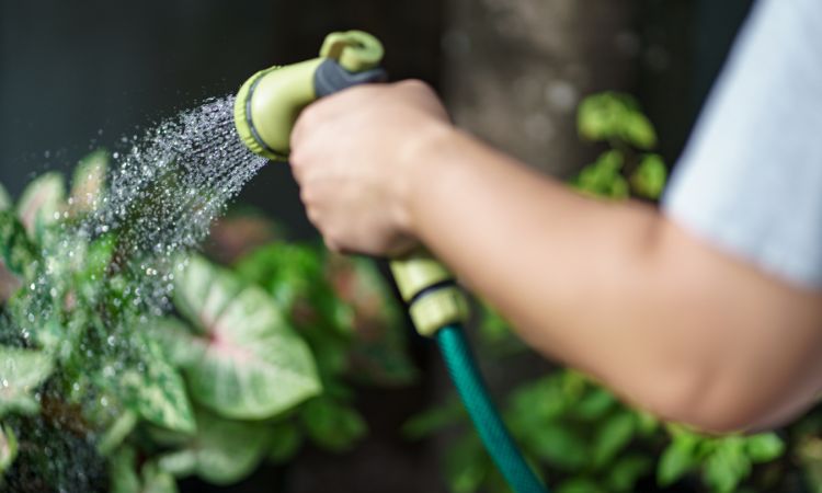 Planning Your Outdoor Garden