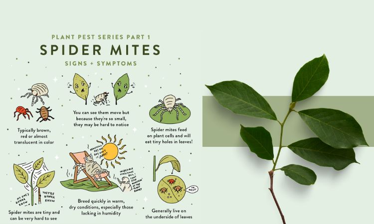 Spider Mite Infestations