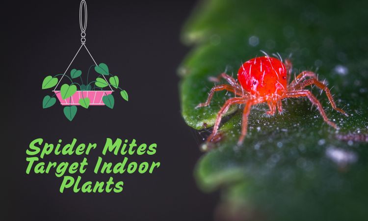 Spider Mites Target Indoor Plants