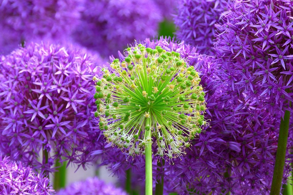 Allium Plant