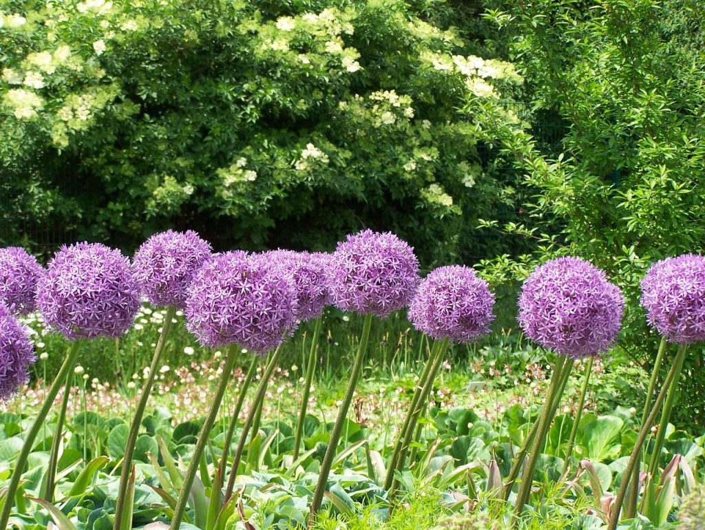 Allium Plant Looking Like Tulip Leave