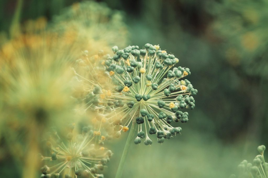 Allium Plant Looking Like Tulip Leave 2 Seasons