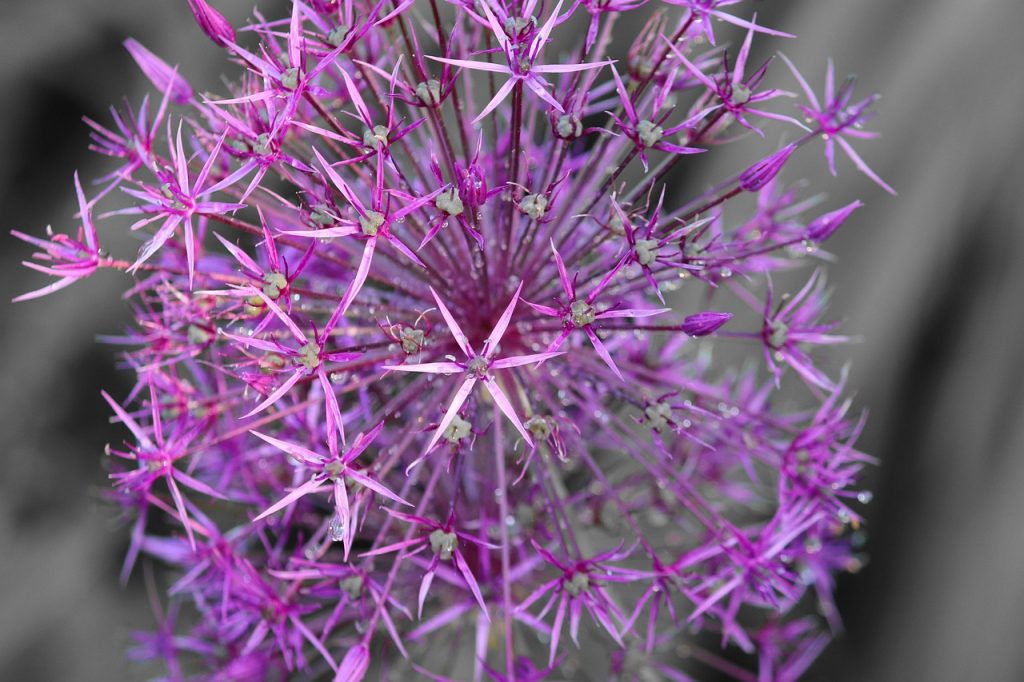 Allium giganteum