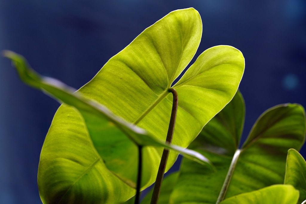 Alocasia