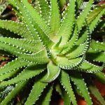 Aloe Vera Plant Care