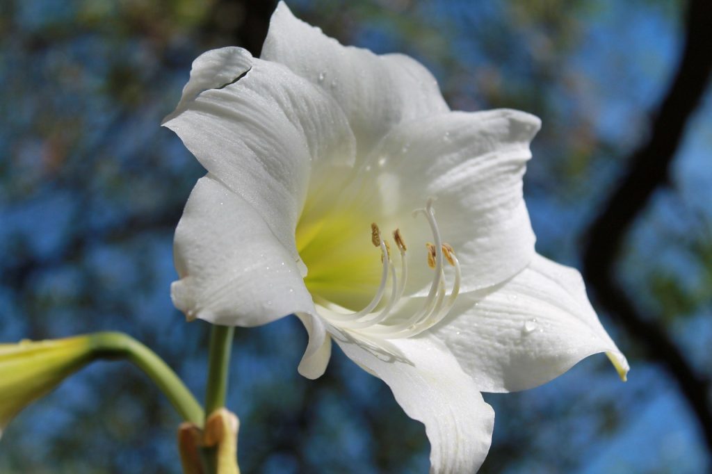 Amaryllis Bulb
