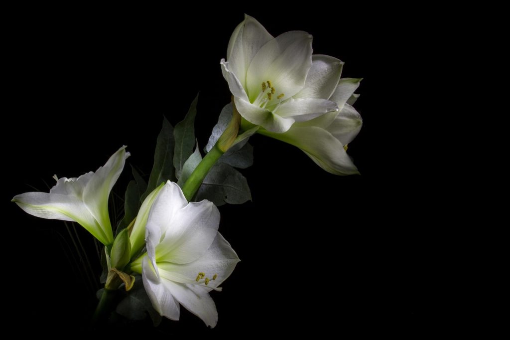 Amaryllis Care