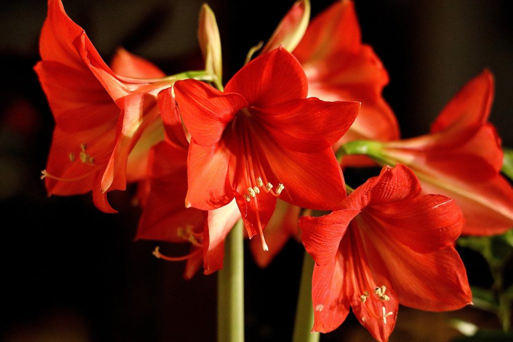 Amaryllis Care