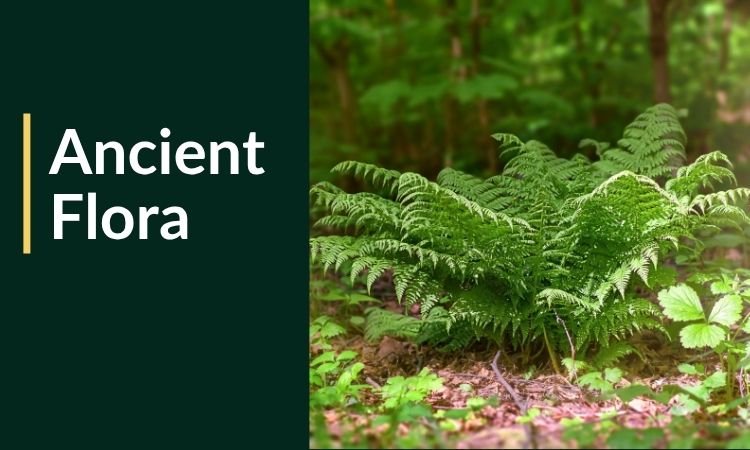 Ancient Flora