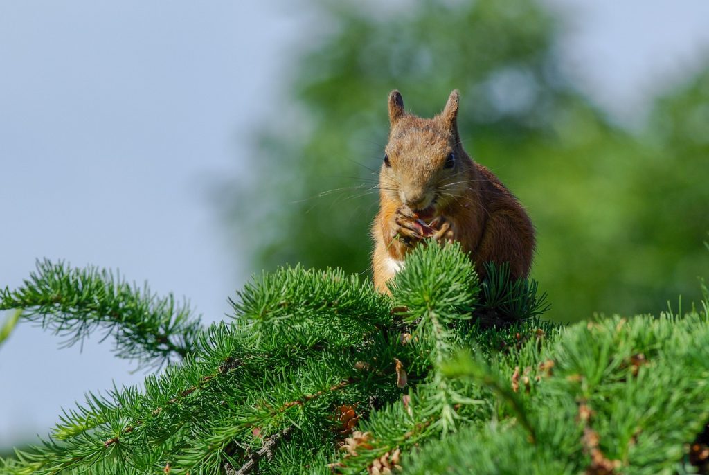 Animals Eat Only Plants