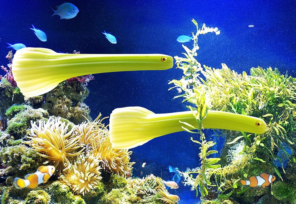 Aquarium Plants Guide