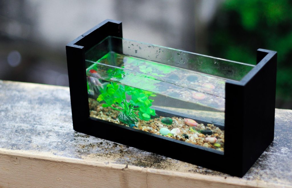 Aquarium Plants for Beginners