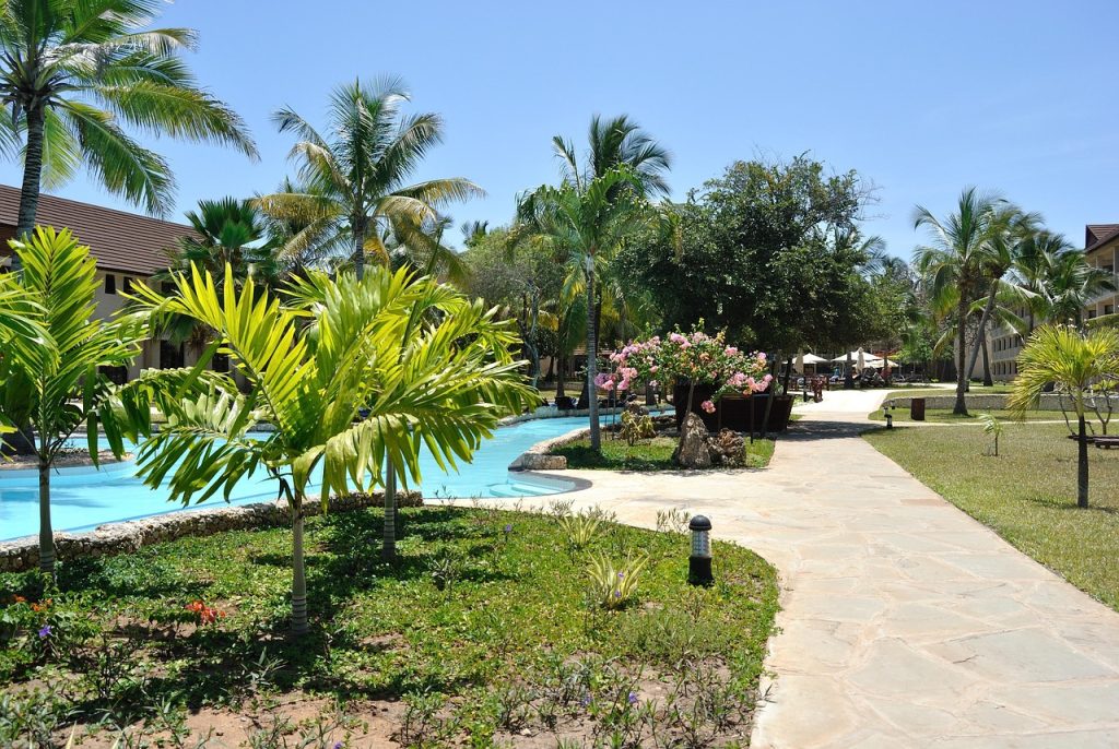 Areca Palm