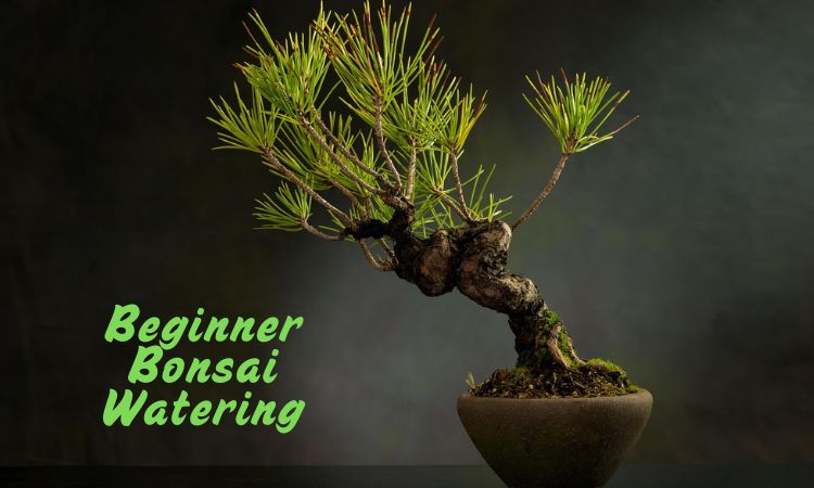 Beginner Bonsai Watering