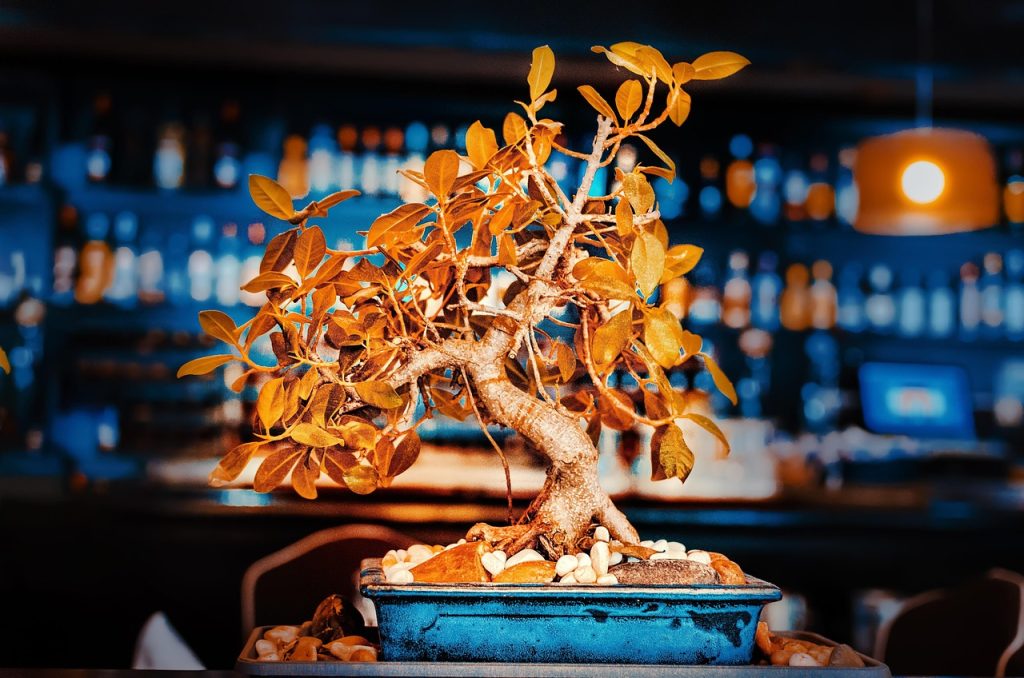 Bonsai Watering