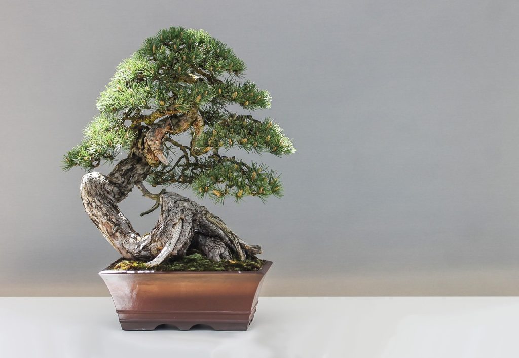 Bonsai Watering Guide