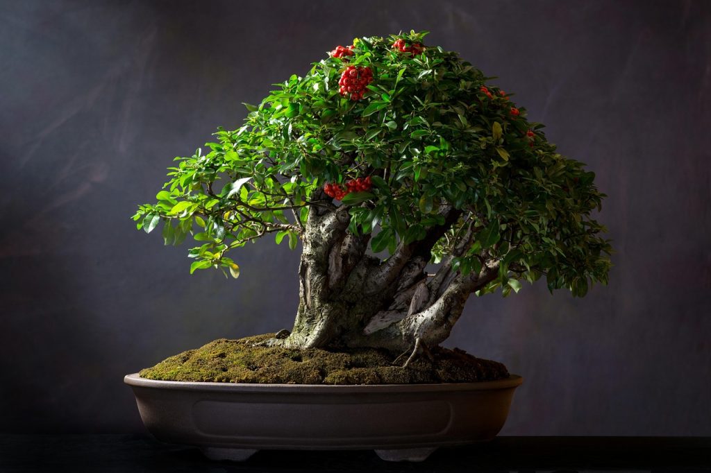 Bonsai Watering Needs