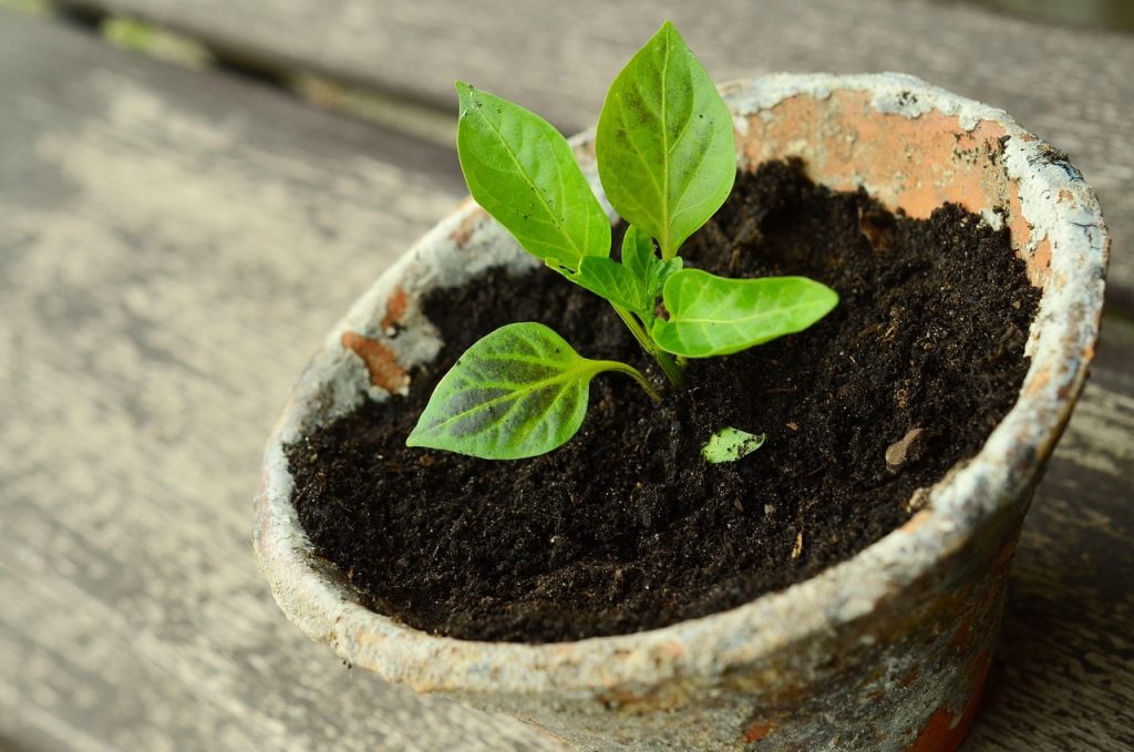 Budget-Friendly Plants for Beginners