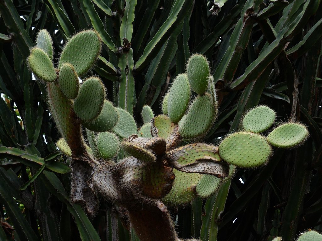 Bunny Ear Cactus