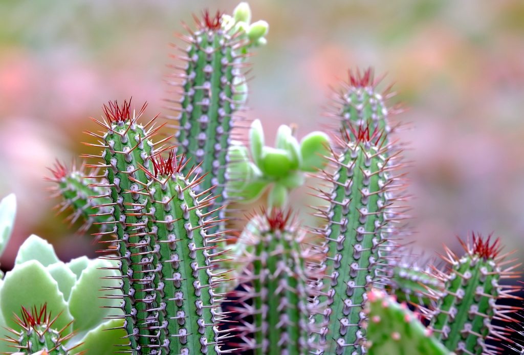 Cactus Plants