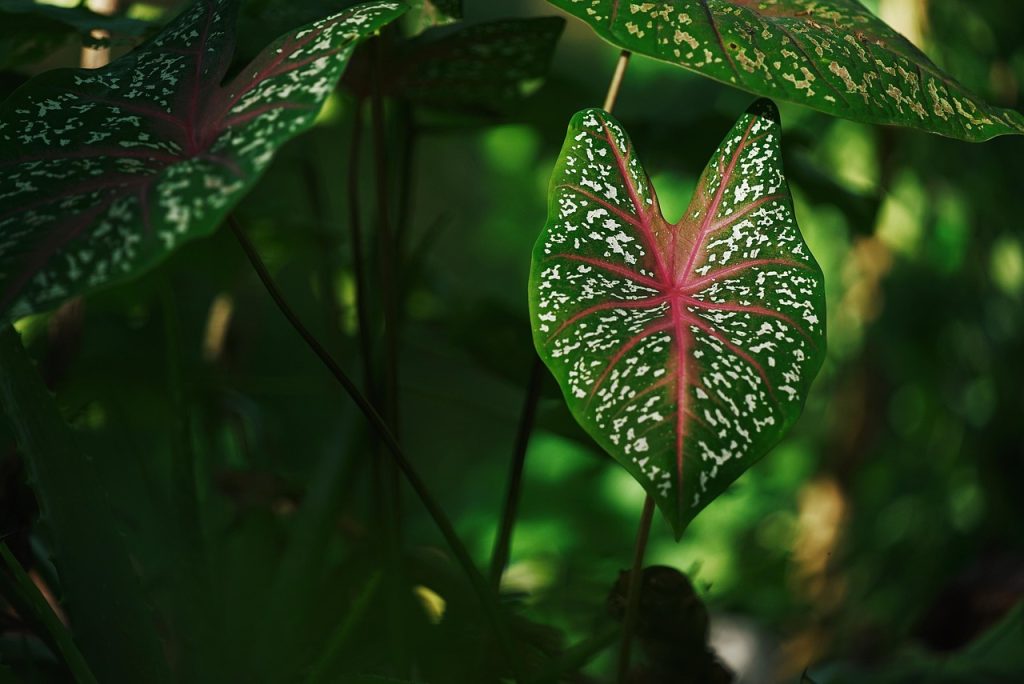 Caladium