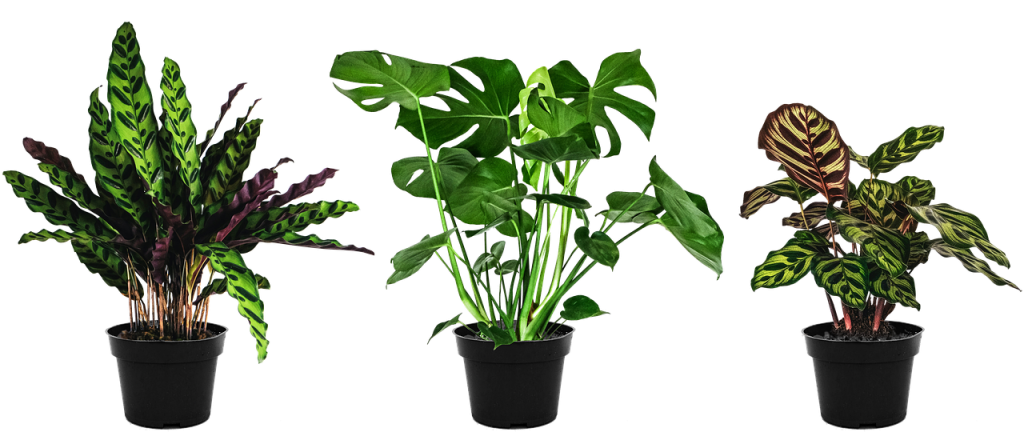Calathea