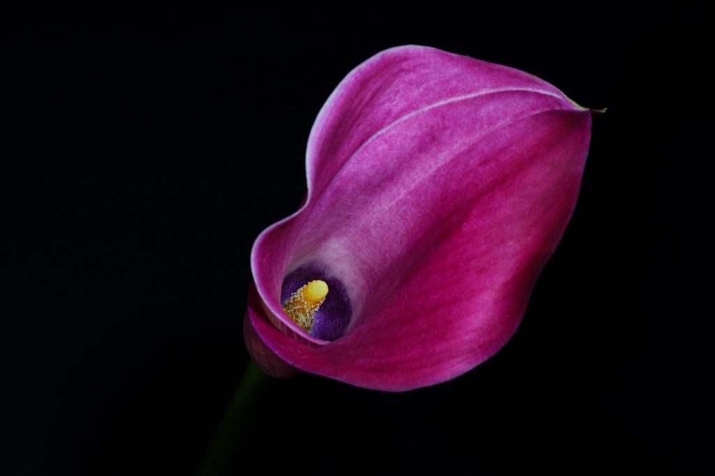 Calla Lilies