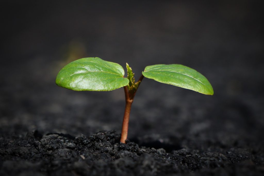 Can I Use Garden Soil for Outdoor Potted Plants
