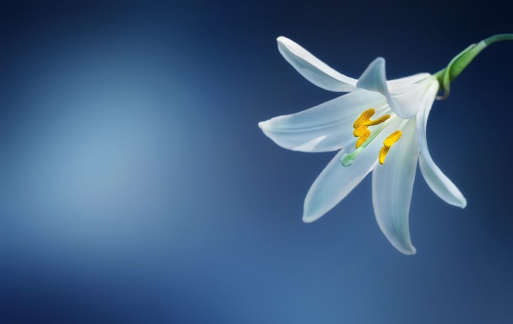 Can Peace Lilies Be Planted Outdoors