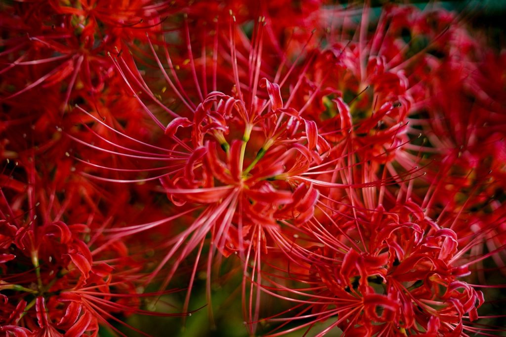 Care for Amaryllis Plants