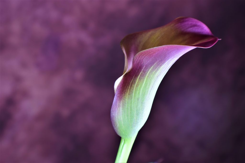 Care for Calla Lily Plants