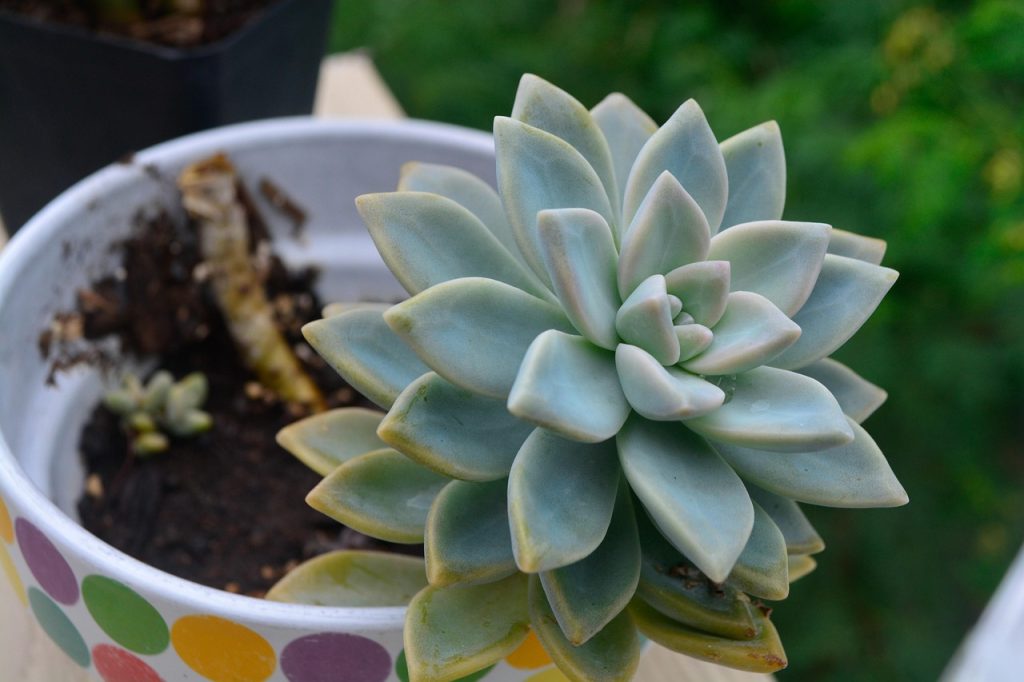 Care for a Jade Plant