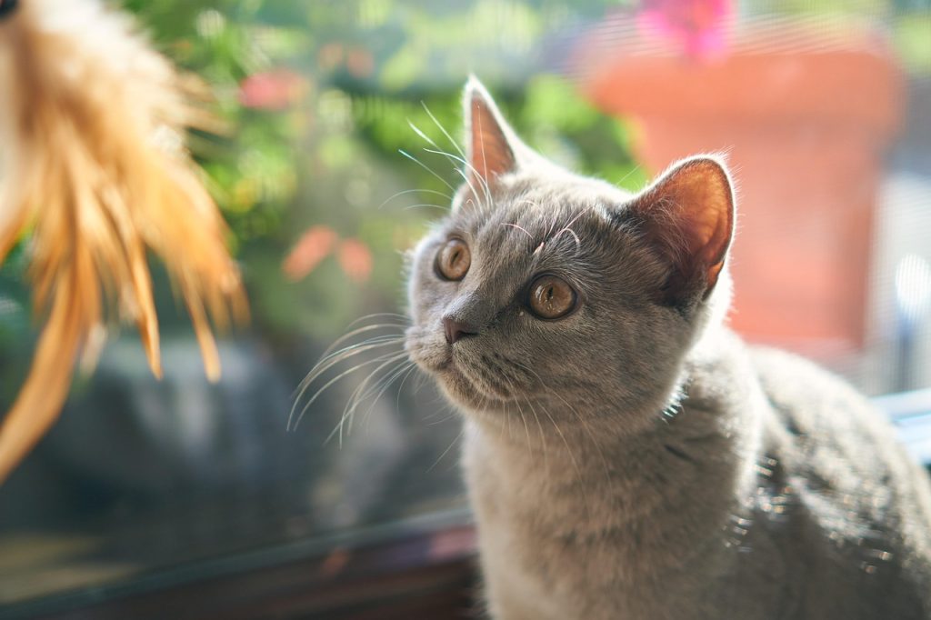 Cat-Safe Indoor Plants