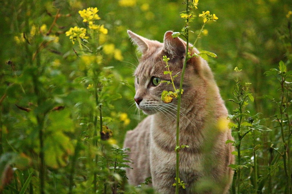 Cat-Safe Plants into Your Home