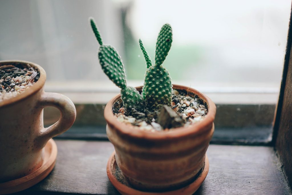 Choosing Small Indoor Plants