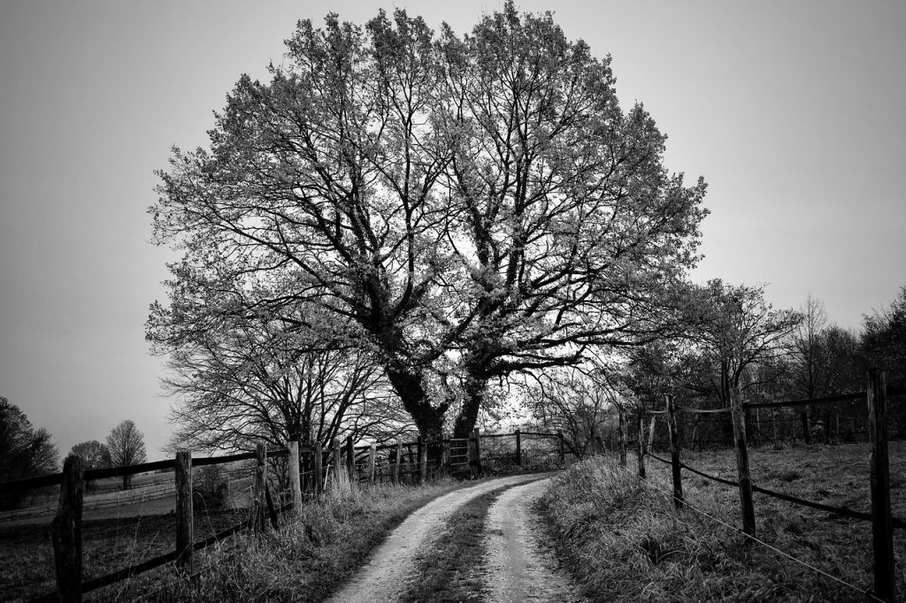Cinchona Tree