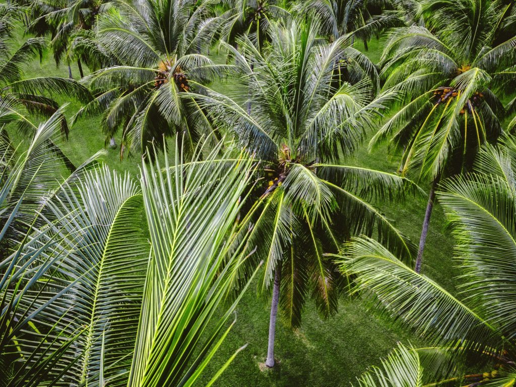 Common Palm Problems