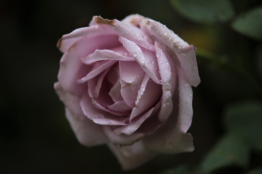Composition in Rose Plant Cell Types