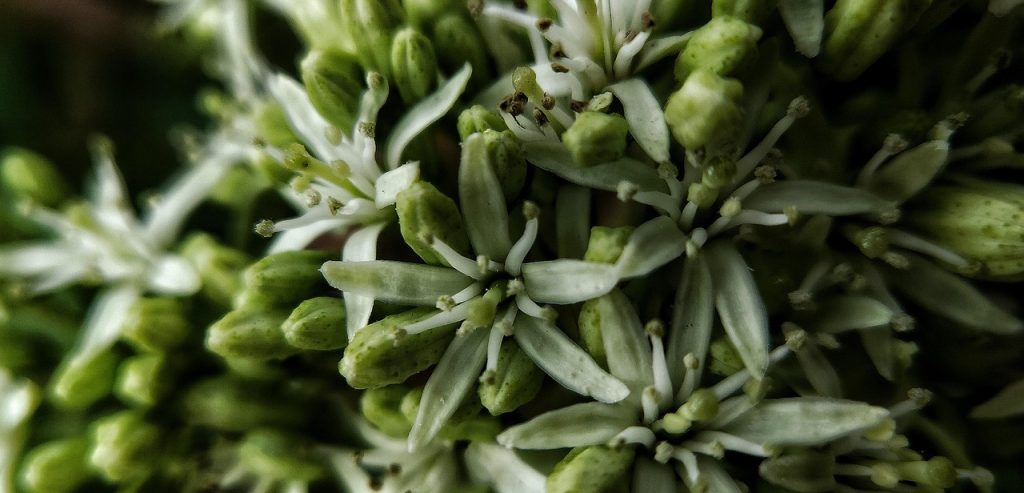 Crassula arborescens