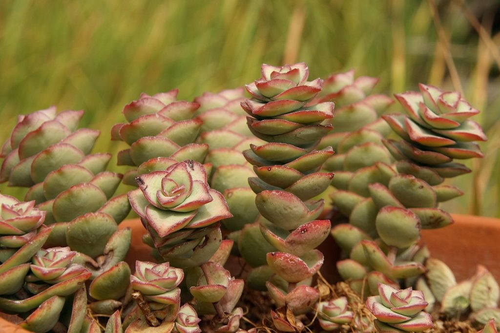 Crassula ovata