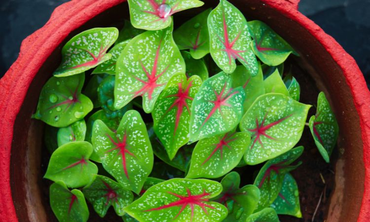 Elephant Ear Plant Types