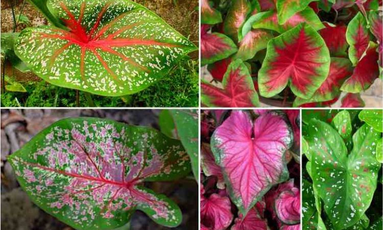 Elephant Ear Plant
