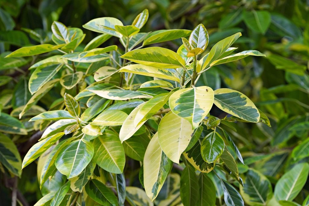 Ficus lyrata